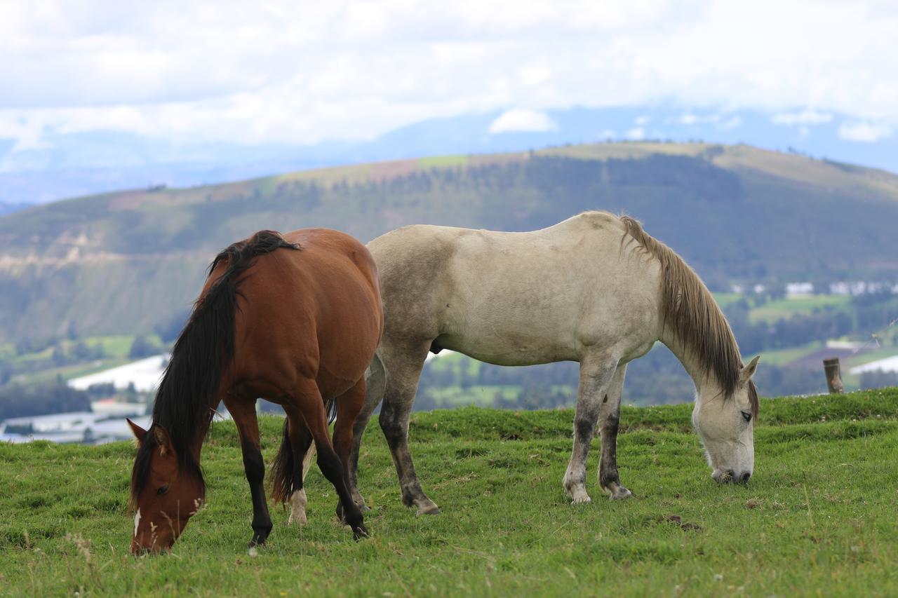 Hosteria Loma Larga Cayambe Luaran gambar